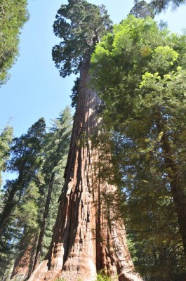 sequoia.jpg