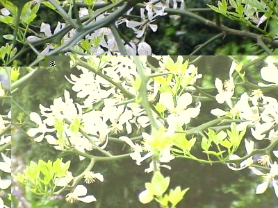 Poncirus_trifoliata1.jpg