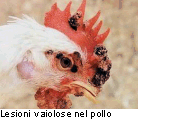 vettore2.gif