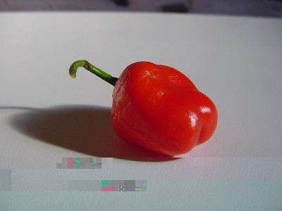 rocoto red.JPG