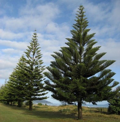 araucaria.jpg