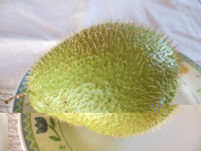 Chayote.JPG