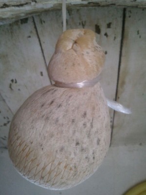 caciocavallo podolico.jpg