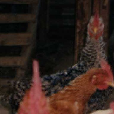 gallina mantello sparviero001.jpg