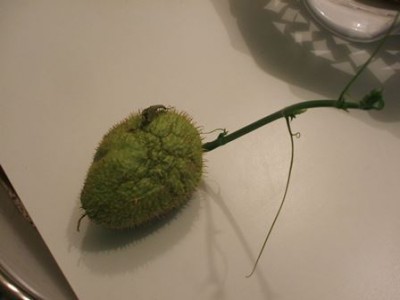 Chayote germogliato.jpg