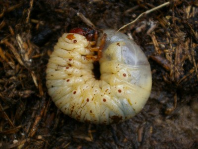 larva.jpg