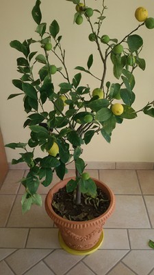 limone1.jpg