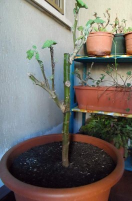 Chrysotrichum innestato con melanzane in vaso.jpg