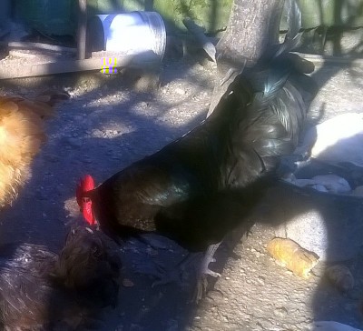 australorp.jpg