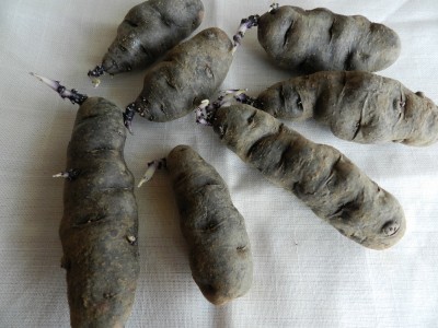 Patate da seme Vitelotte 001 (800x600).jpg