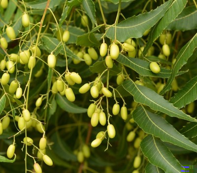 Azadirachta_indica.jpg