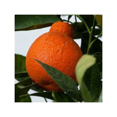 tangelo-thompson-citrus-deliciosa-x-citrus-paradisi.jpg