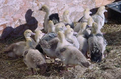 muscovyducklings1.jpg