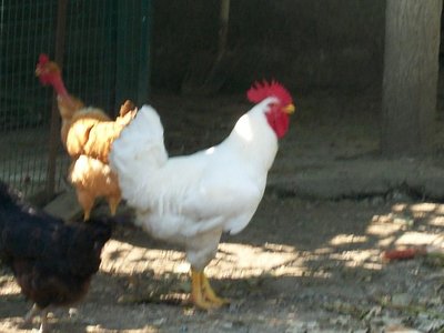 100_0181 gallo.JPG