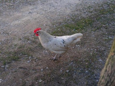 Gallina.jpg