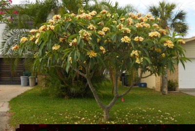 Plumeria-Frangipani.jpg