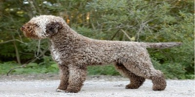 lagotto.jpg