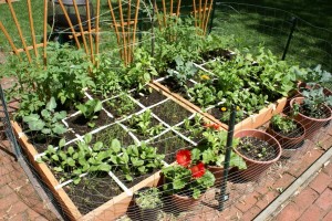 square-foot-garden3-300x200.jpg