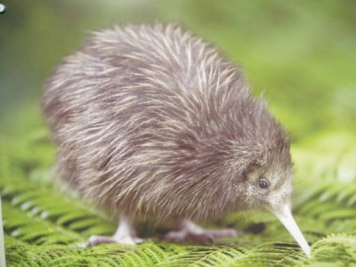 kiwi.jpg