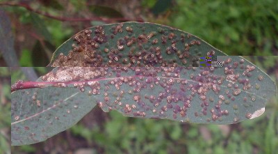 800px-Ophelimus_maskelli_galls_on_Eucalyptus.jpg