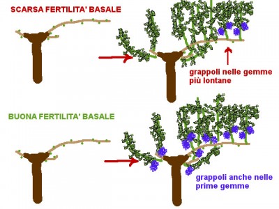 Fert-Bas-guyot.jpg