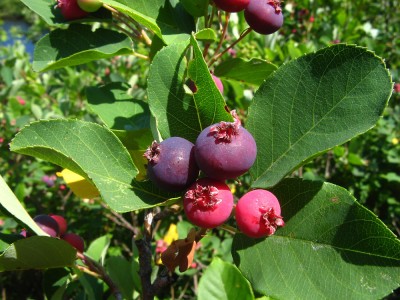 amelanchier-canadensis-fr-dkausen.jpg