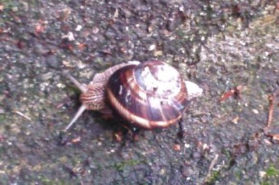 come-fare-per-contrastare-lumache-e-chiocciole_08ea90acca877289cc42bfd73692f89d-2.jpg (31.2 KiB) Osservato 488 volte come-fare-per-contrastare-lumache-e-chiocciole_08ea90acca877289cc42bfd73692f89d-2.jpg