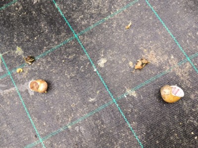 image2.JPG (144.28 KiB) Osservato 1251 volte image2.JPG