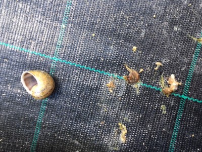 image1.JPG (157.73 KiB) Osservato 1251 volte image1.JPG