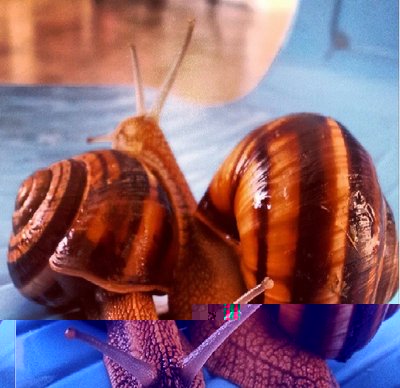 lumache.jpg (125.37 KiB) Osservato 1499 volte lumache.jpg