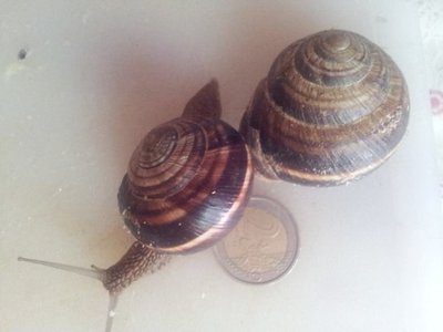 umache2.jpg (39.46 KiB) Osservato 1499 volte umache2.jpg