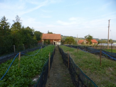 P1020533.JPG (177.5 KiB) Osservato 1231 volte P1020533.JPG