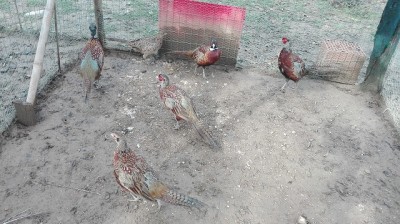 fagiani.jpg (144.7 KiB) Osservato 1247 volte fagiani.jpg