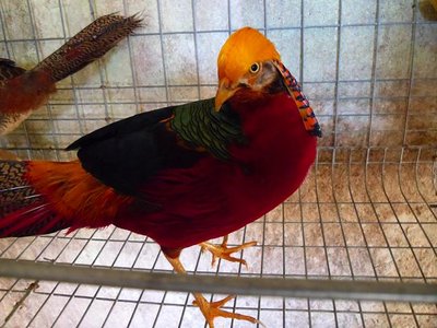 SAM_0117.jpg (71.87 KiB) Osservato 1619 volte SAM_0117.jpg