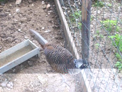 Immagine.jpg (69.13 KiB) Osservato 910 volte Immagine.jpg