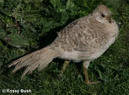 dorato femmina mutazione gialla 1.jpg dorato femmina mutazione gialla 1.jpg