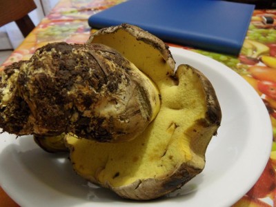 SAM_7489.JPG (86.98 KiB) Osservato 1164 volte SAM_7489.JPG