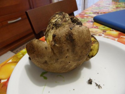 SAM_7492.JPG (66.3 KiB) Osservato 1164 volte SAM_7492.JPG