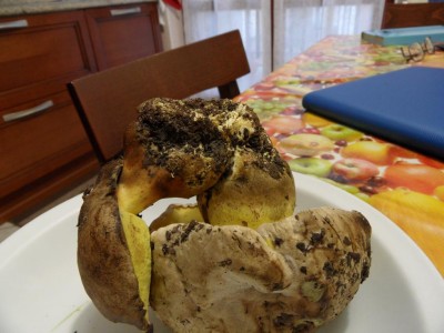 SAM_7494.JPG (86.68 KiB) Osservato 1164 volte SAM_7494.JPG