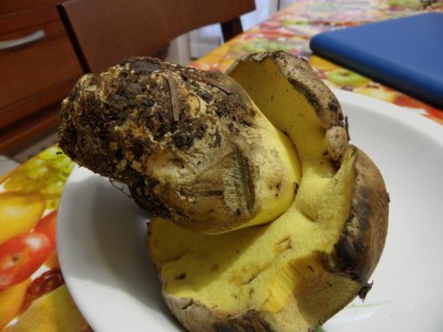 SAM_7490.JPG (86.21 KiB) Osservato 1164 volte SAM_7490.JPG