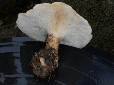 DSCN1412.JPG (62.97 KiB) Osservato 2114 volte DSCN1412.JPG