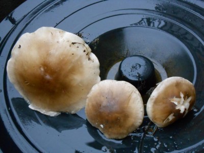 DSCN1413.JPG (73.88 KiB) Osservato 2114 volte DSCN1413.JPG