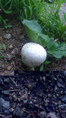 IMG_20180511_135938702.jpg (120.27 KiB) Osservato 1383 volte IMG_20180511_135938702.jpg