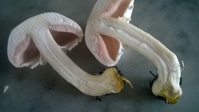 1.jpg (155.04 KiB) Osservato 706 volte 1.jpg