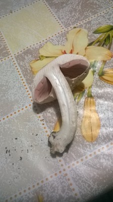 2.jpg (176.38 KiB) Osservato 706 volte 2.jpg