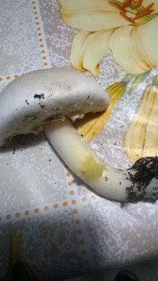 3.jpg (160.26 KiB) Osservato 706 volte 3.jpg