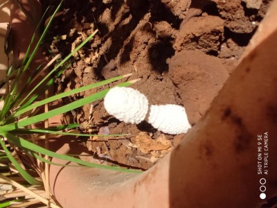 IMG_20190907_151705.jpg (107.67 KiB) Osservato 2000 volte IMG_20190907_151705.jpg