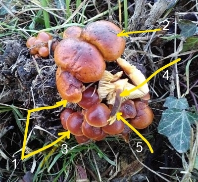 InkedInkedFungo su ceppo_LI.JPG InkedInkedFungo su ceppo_LI.JPG