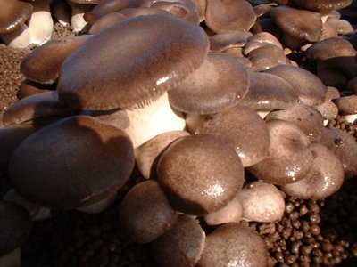 _110138AA.JPg (215.34 KiB) Osservato 1171 volte _110138AA.JPg