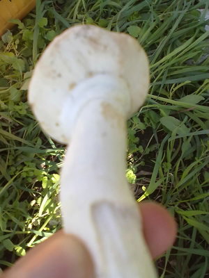 29102011134.jpg (105.35 KiB) Osservato 951 volte 29102011134.jpg